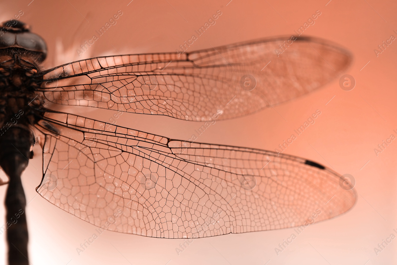 Image of Beautiful dragonfly on color gradient background, macro view