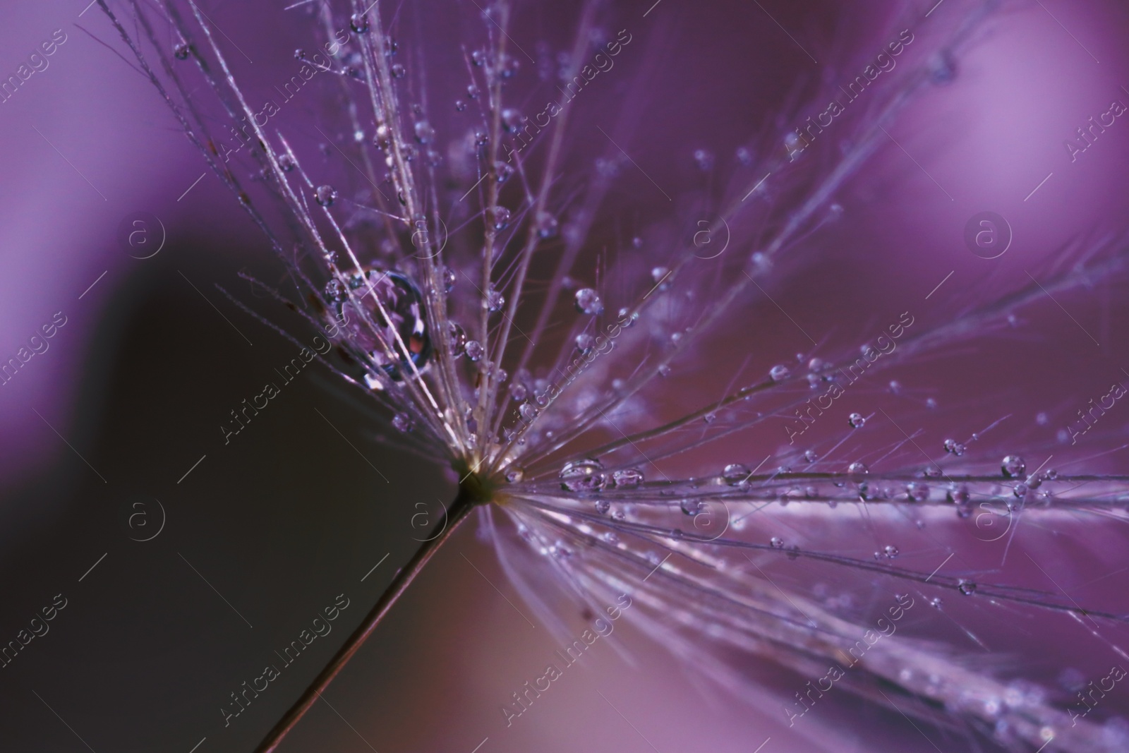 Image of Seeds of dandelion flower with water drops on blurred background, macro photo