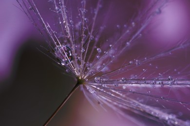 Seeds of dandelion flower with water drops on blurred background, macro photo