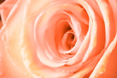 Image of Beautiful rose with bright petals as background, macro view