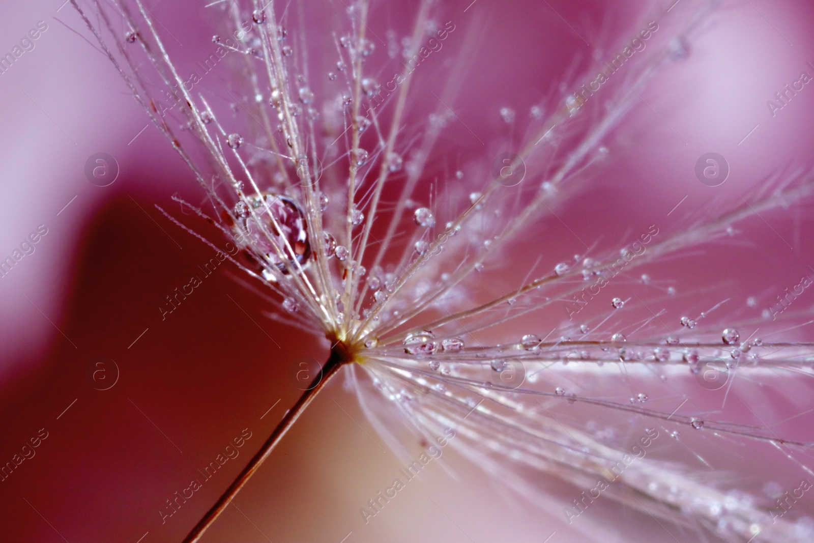 Image of Seeds of dandelion flower with water drops on blurred background, macro photo