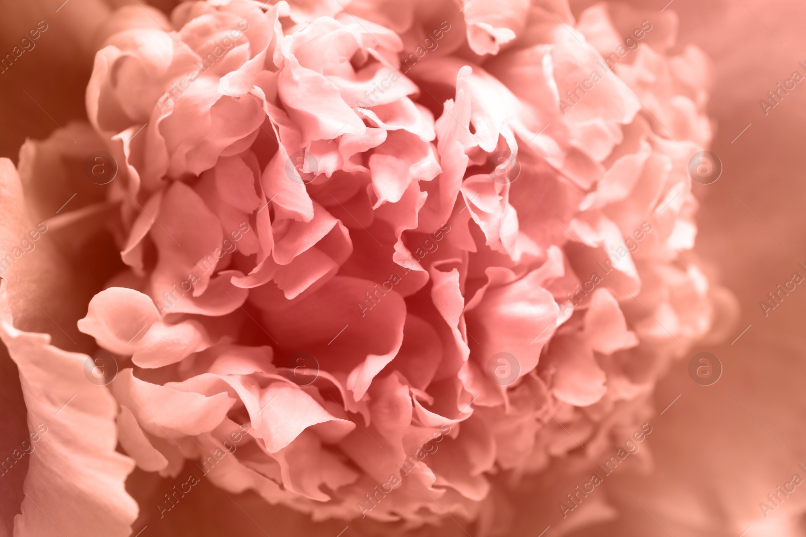 Image of Beautiful peony flower as background, closeup view