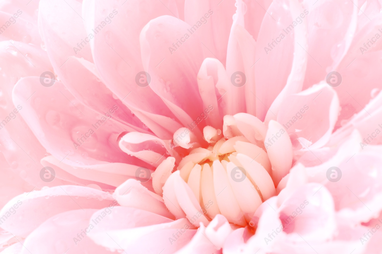 Image of Beautiful pink chrysanthemum flower with water drops as background, macro view