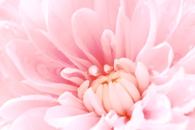 Beautiful pink chrysanthemum flower with water drops as background, macro view