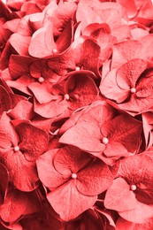 Image of Beautiful red hortensia flower as background, closeup