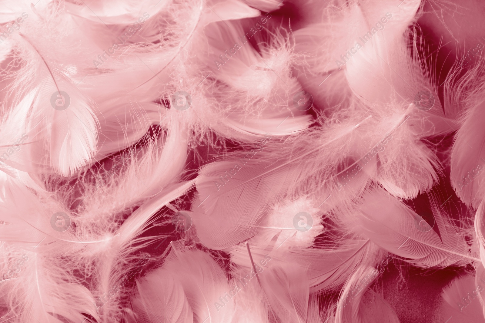 Image of Fluffy light red feathers as background, top view