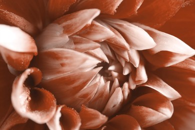 Beautiful Dahlia flower as background, macro view