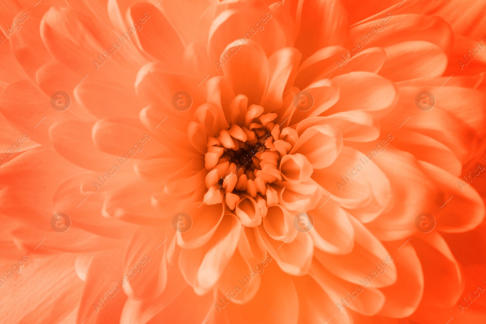 Image of Beautiful orange chrysanthemum flower as background, closeup