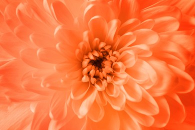 Beautiful orange chrysanthemum flower as background, closeup