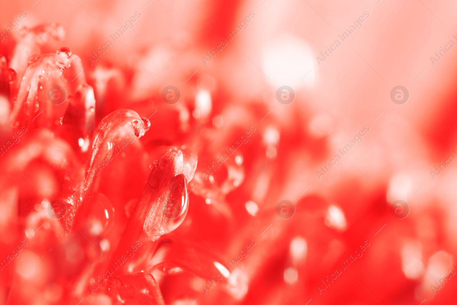 Image of Beautiful flower with water drops on blurred background, macro view