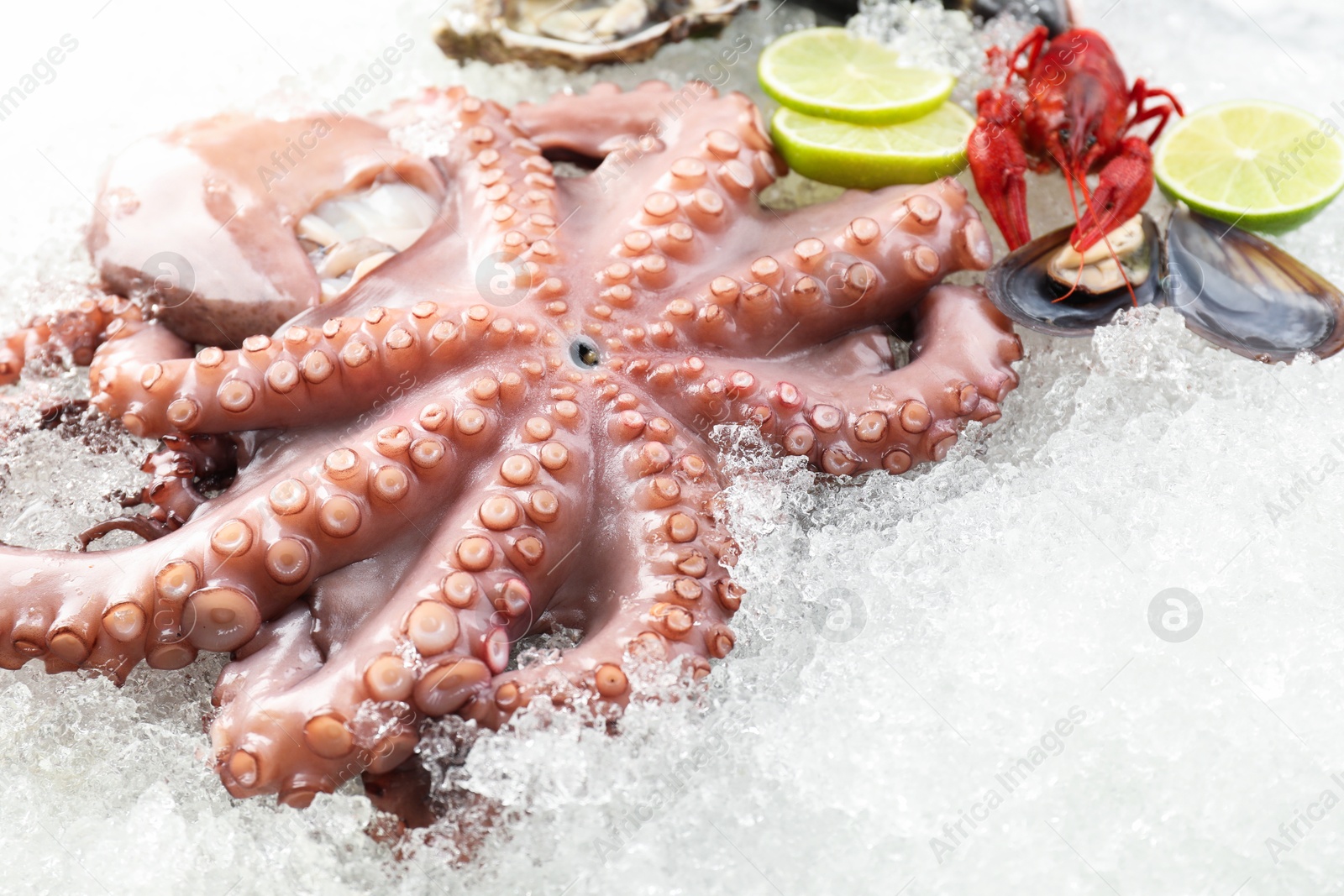 Photo of Whole fresh raw octopus and other sea food on ice, closeup