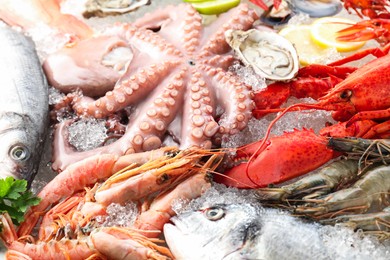 Whole fresh raw octopus, lobster and other sea food on ice, closeup