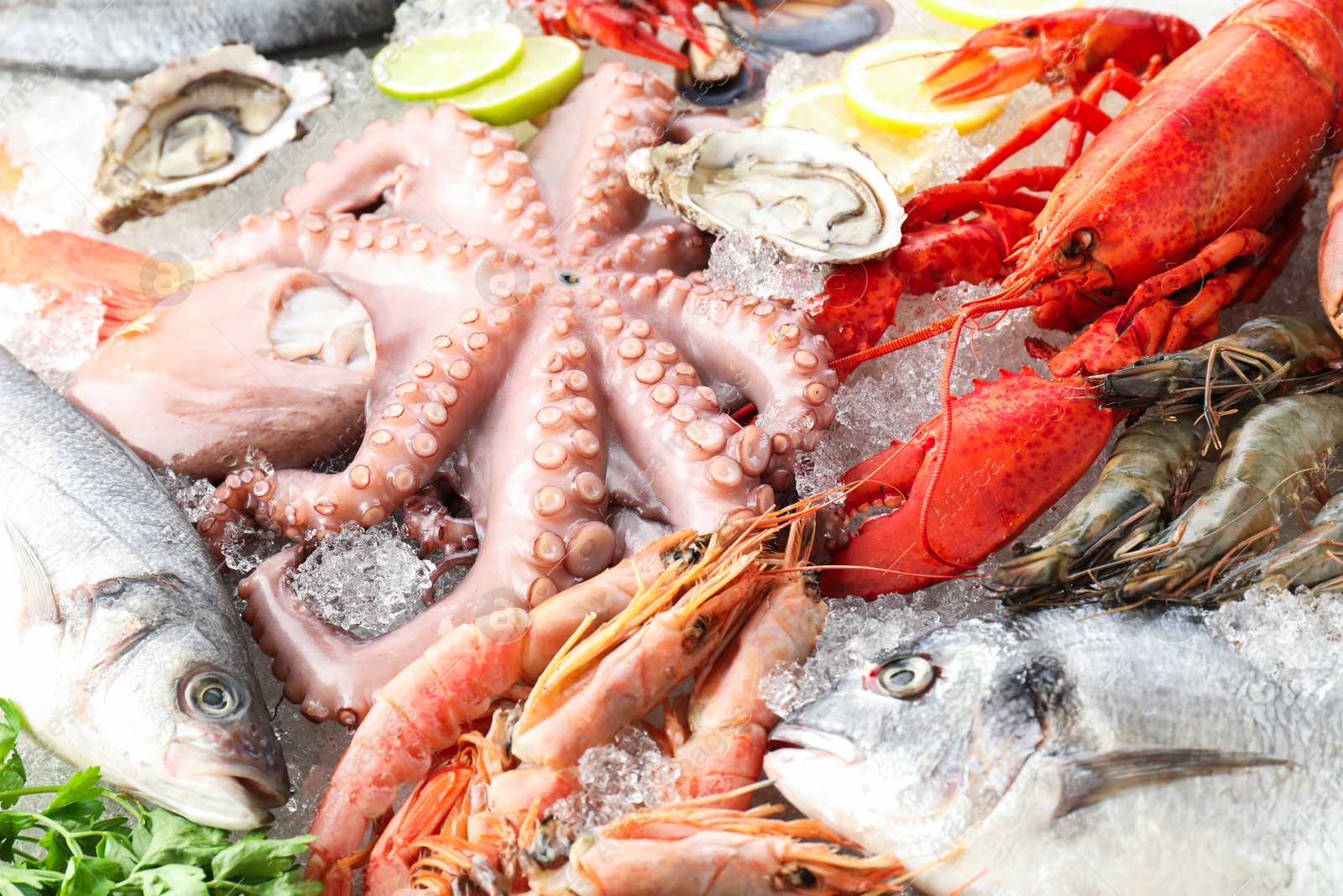 Photo of Whole fresh raw octopus, lobster and other sea food on ice, closeup