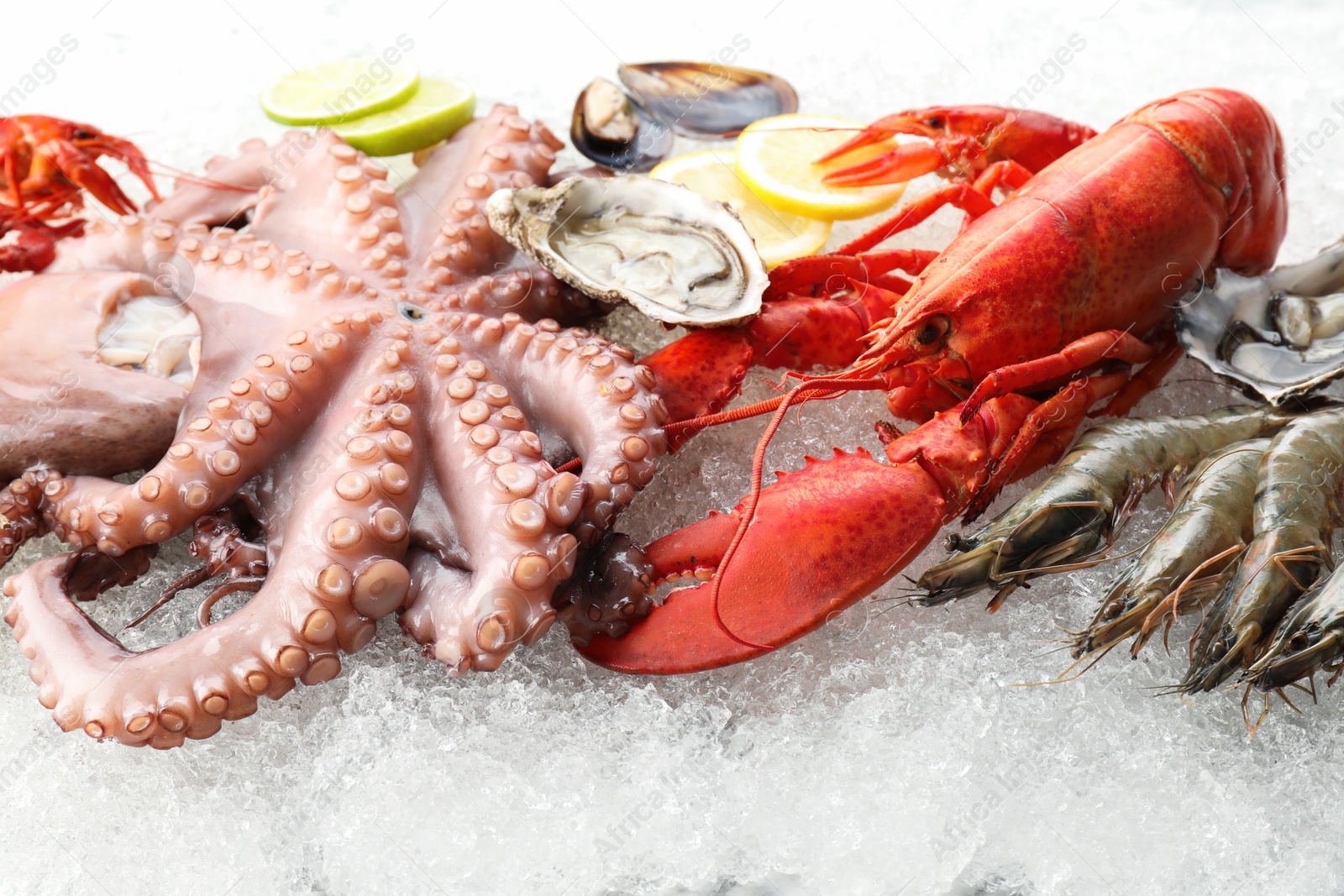 Photo of Whole fresh raw octopus, lobster and other sea food on ice, closeup