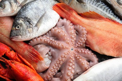 Whole fresh raw octopus, fish and other sea food as background, closeup