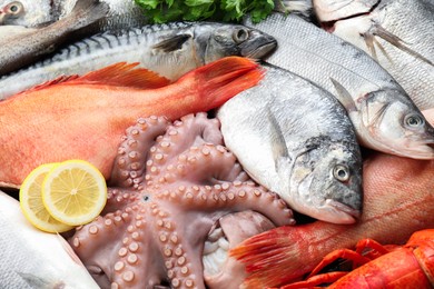 Photo of Whole fresh raw octopus, fish and other sea food as background, closeup