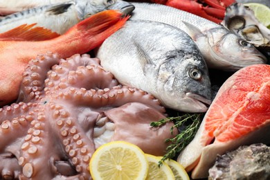 Whole fresh raw octopus, fish and other sea food as background, closeup