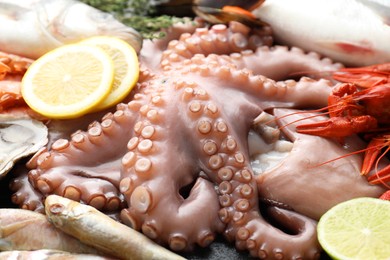 Whole fresh raw octopus and other sea food as background, closeup