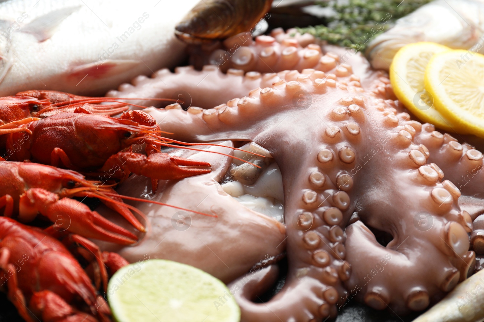 Photo of Whole fresh raw octopus and other sea food as background, closeup