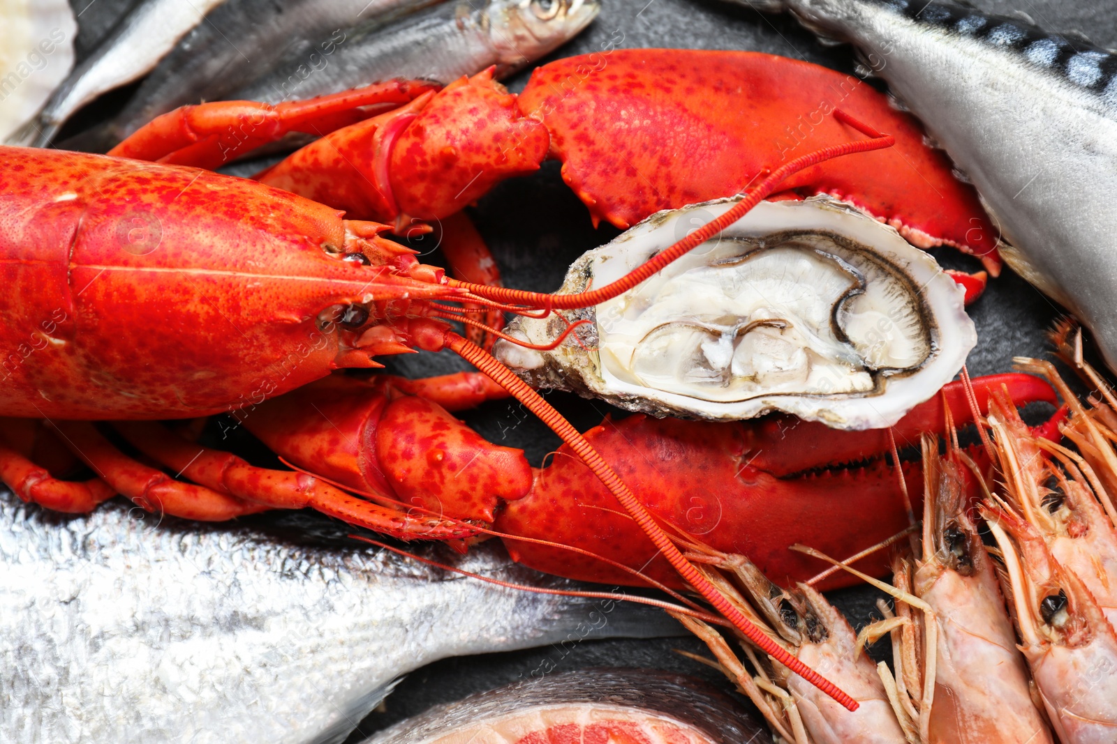 Photo of Fresh fish, lobster and other sea food on table, closeup