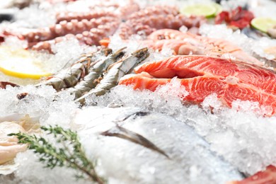 Photo of Whole fresh raw octopus, shrimps and different sea food on ice, closeup