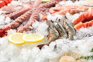 Whole fresh raw octopus, shrimps and different sea food on ice, closeup