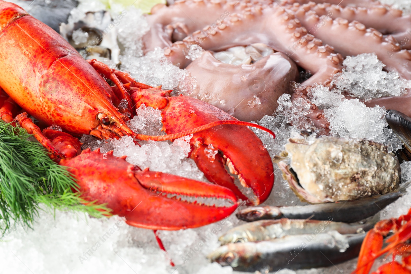 Photo of Fresh raw lobster and different sea food on ice, closeup