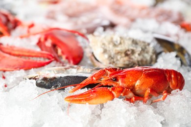 Photo of Fresh raw lobster and different sea food on ice, closeup