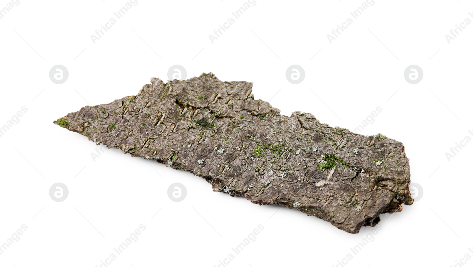 Photo of One piece of tree bark isolated on white