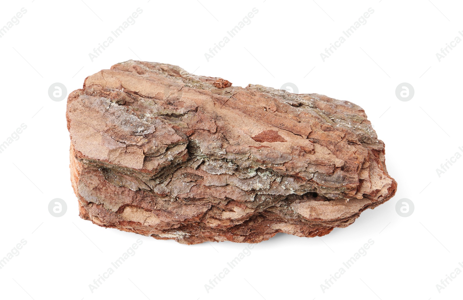 Photo of One piece of tree bark on white background, above view