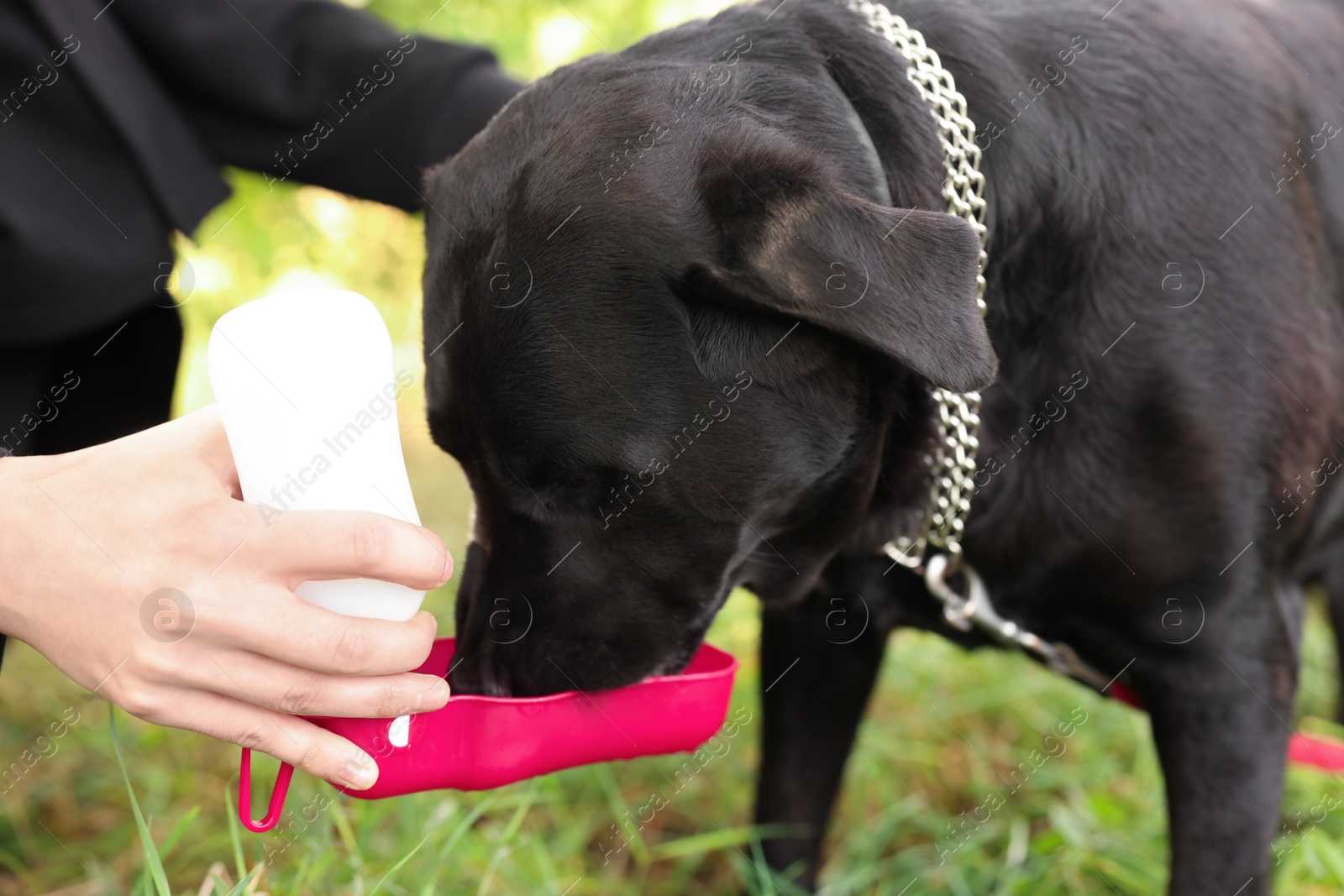 Photo of Owner giving water to her cute Labrador Retriever dog outdoors, closeup