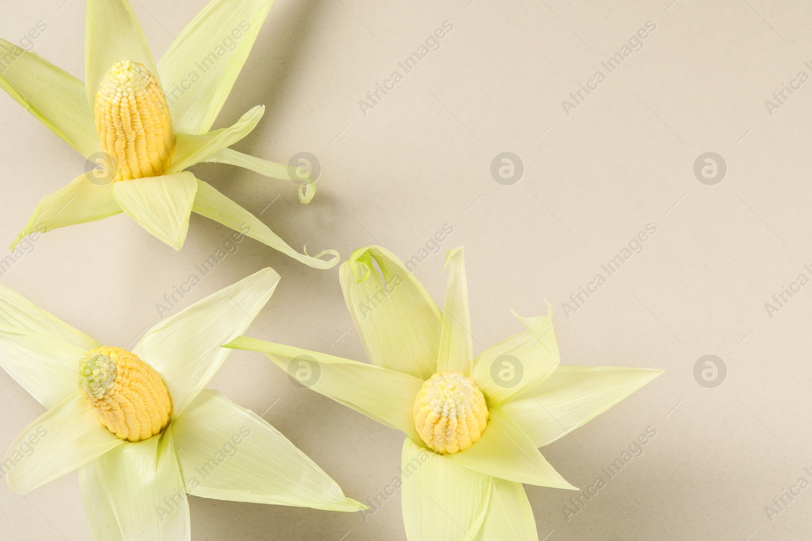 Photo of Many fresh ripe corncobs with husks on beige background, top view. Space for text