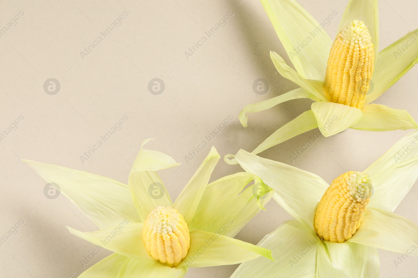 Photo of Many fresh ripe corncobs with husks on beige background, top view. Space for text