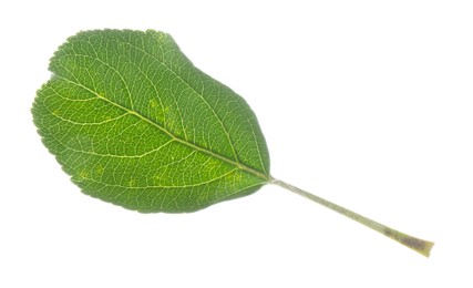 One fresh apple tree leaf isolated on white