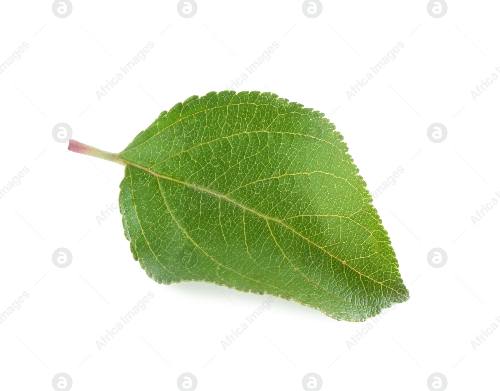 Photo of One fresh apple tree leaf isolated on white