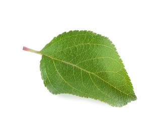 One fresh apple tree leaf isolated on white