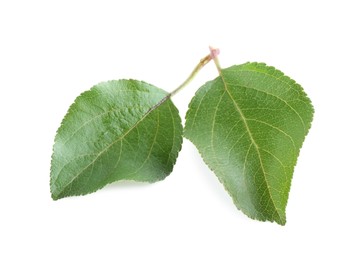 Fresh apple tree leaves isolated on white