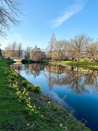 Scenic view of canal, trees and narcissus flowers under blue sky