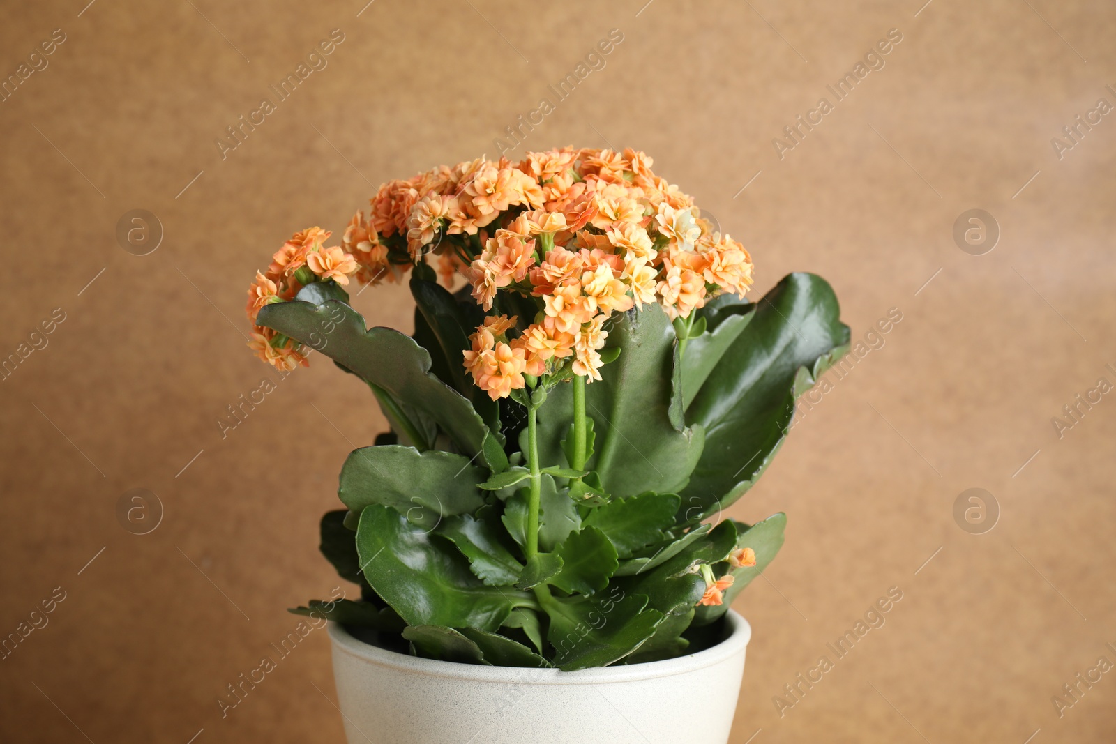 Photo of Beautiful kalanchoe flower in pot against beige background, closeup