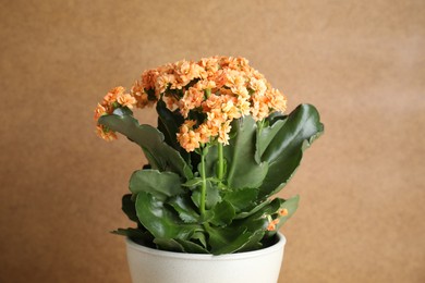 Photo of Beautiful kalanchoe flower in pot against beige background, closeup