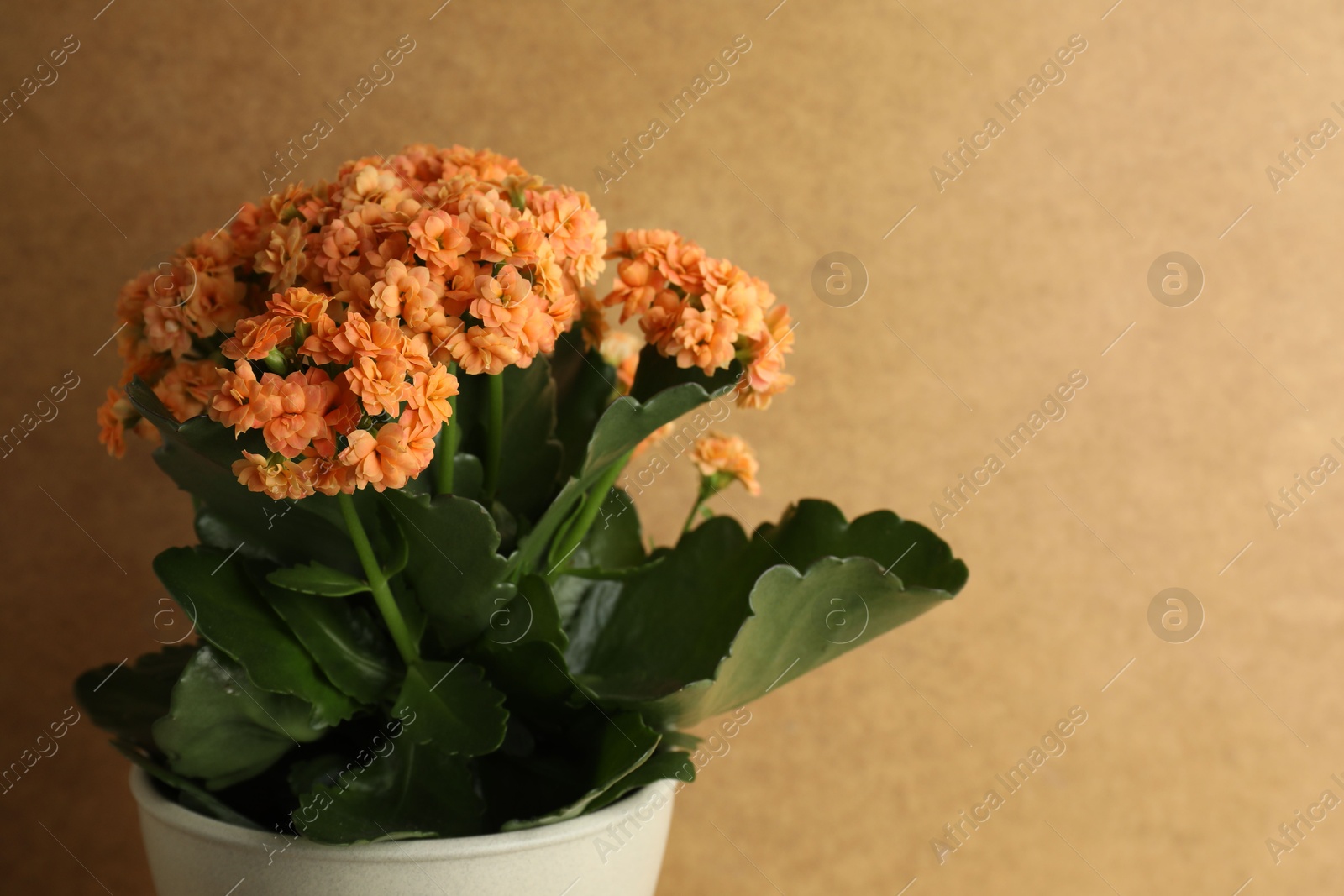 Photo of Beautiful kalanchoe flower in pot against beige background, closeup. Space for text