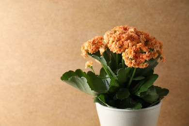 Photo of Beautiful kalanchoe flower in pot against beige background, closeup. Space for text