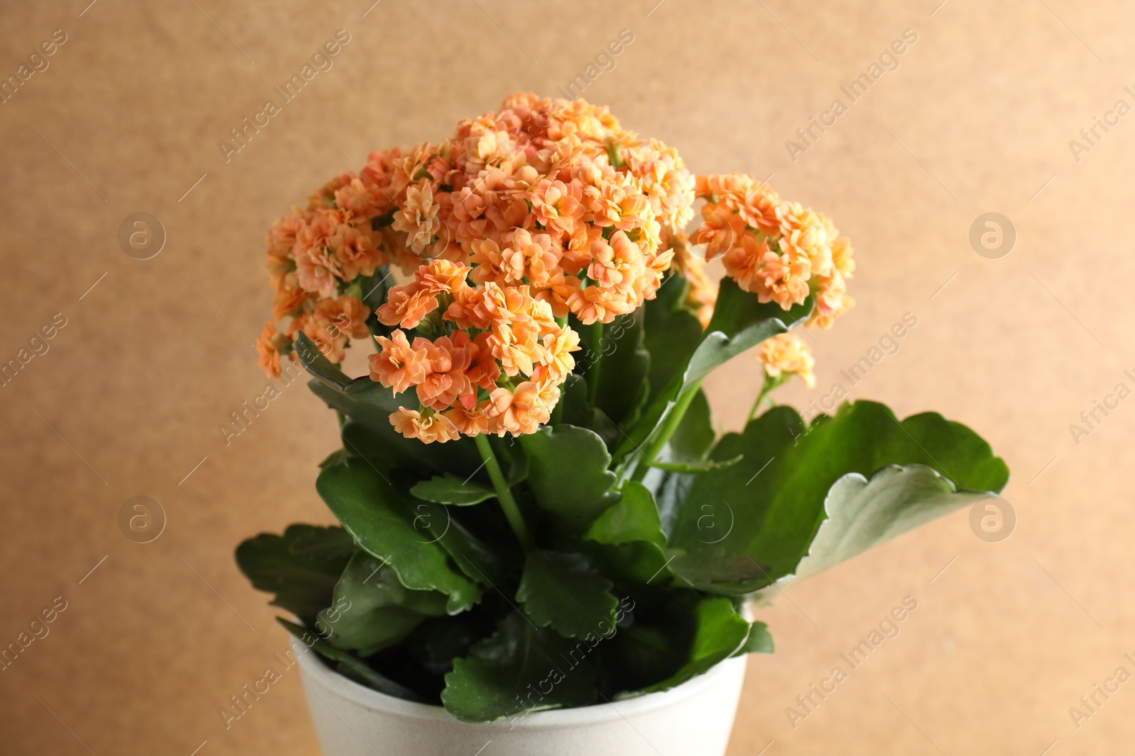 Photo of Beautiful kalanchoe flower in pot against beige background, closeup