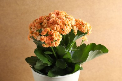 Photo of Beautiful kalanchoe flower in pot against beige background, closeup