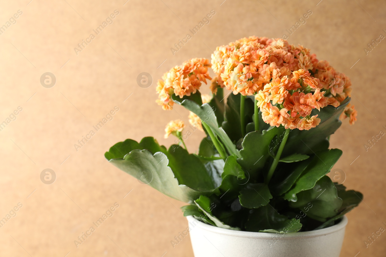 Photo of Beautiful kalanchoe flower in pot against beige background, closeup. Space for text