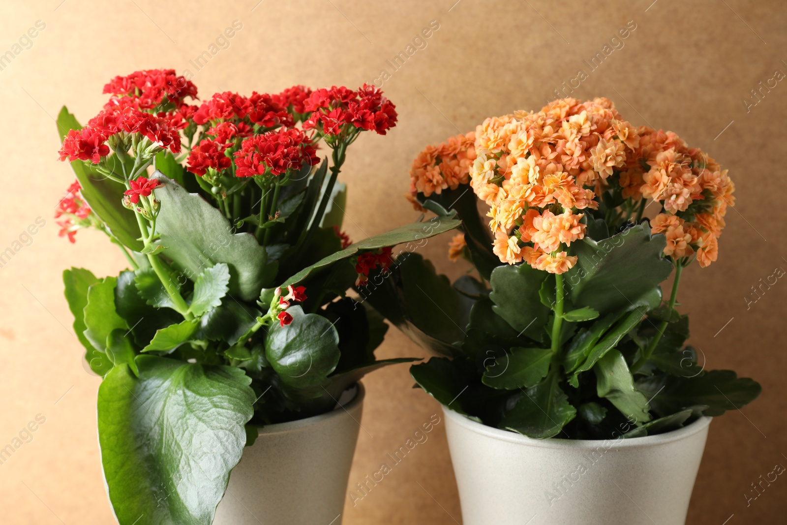 Photo of Different beautiful kalanchoe flowers in pots against beige background, closeup