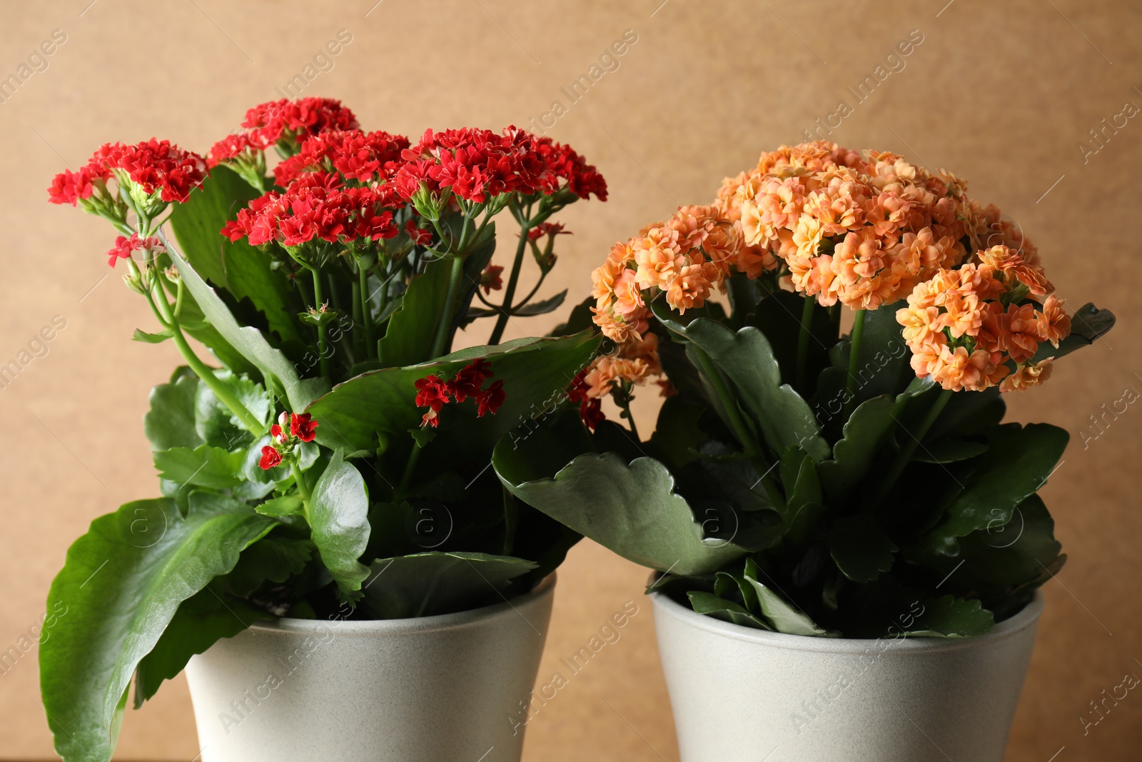 Photo of Different beautiful kalanchoe flowers in pots against beige background, closeup