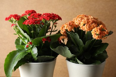 Photo of Different beautiful kalanchoe flowers in pots against beige background, closeup