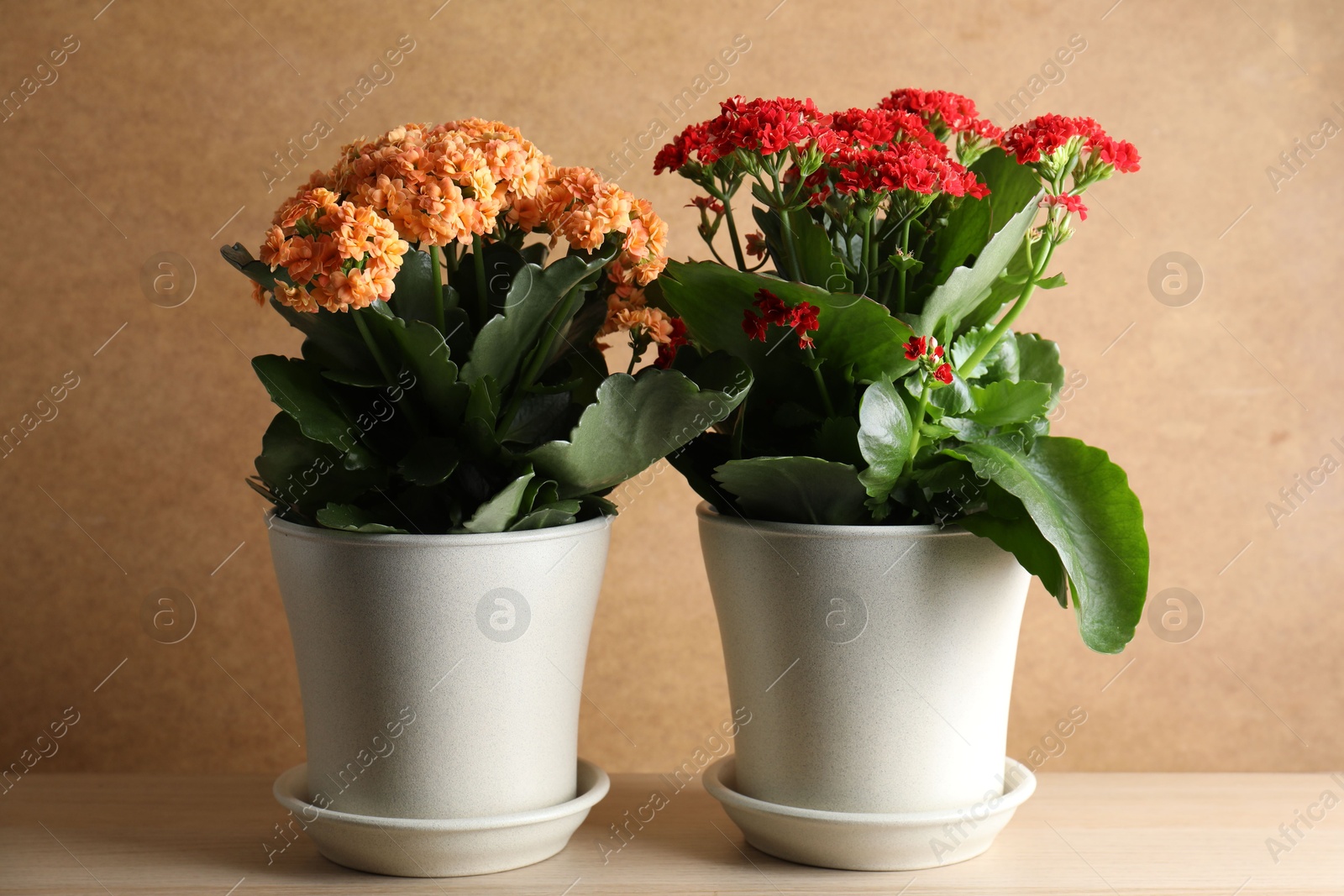 Photo of Different beautiful kalanchoe flowers in pots on table