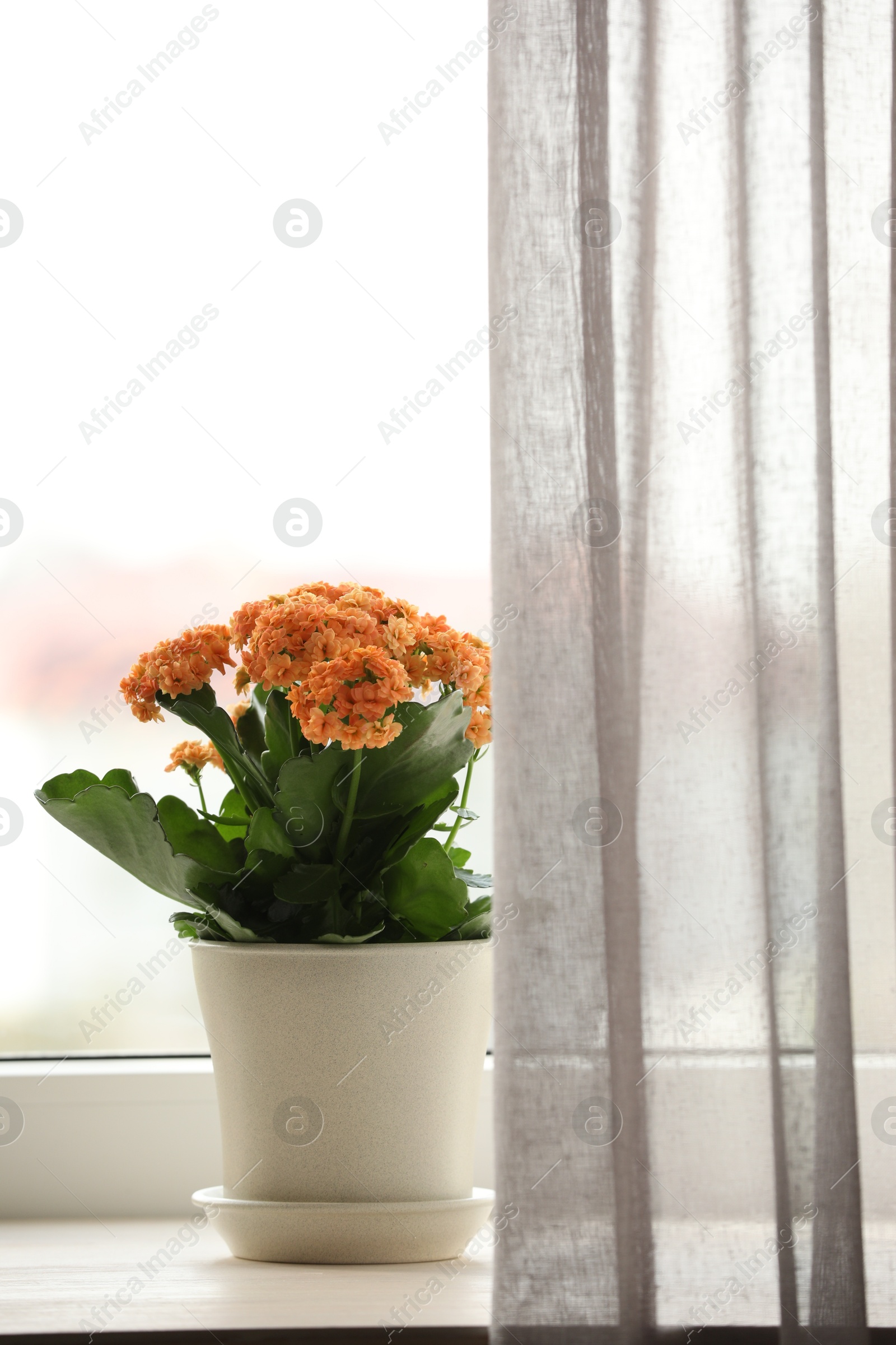 Photo of Beautiful kalanchoe flower in pot on windowsill